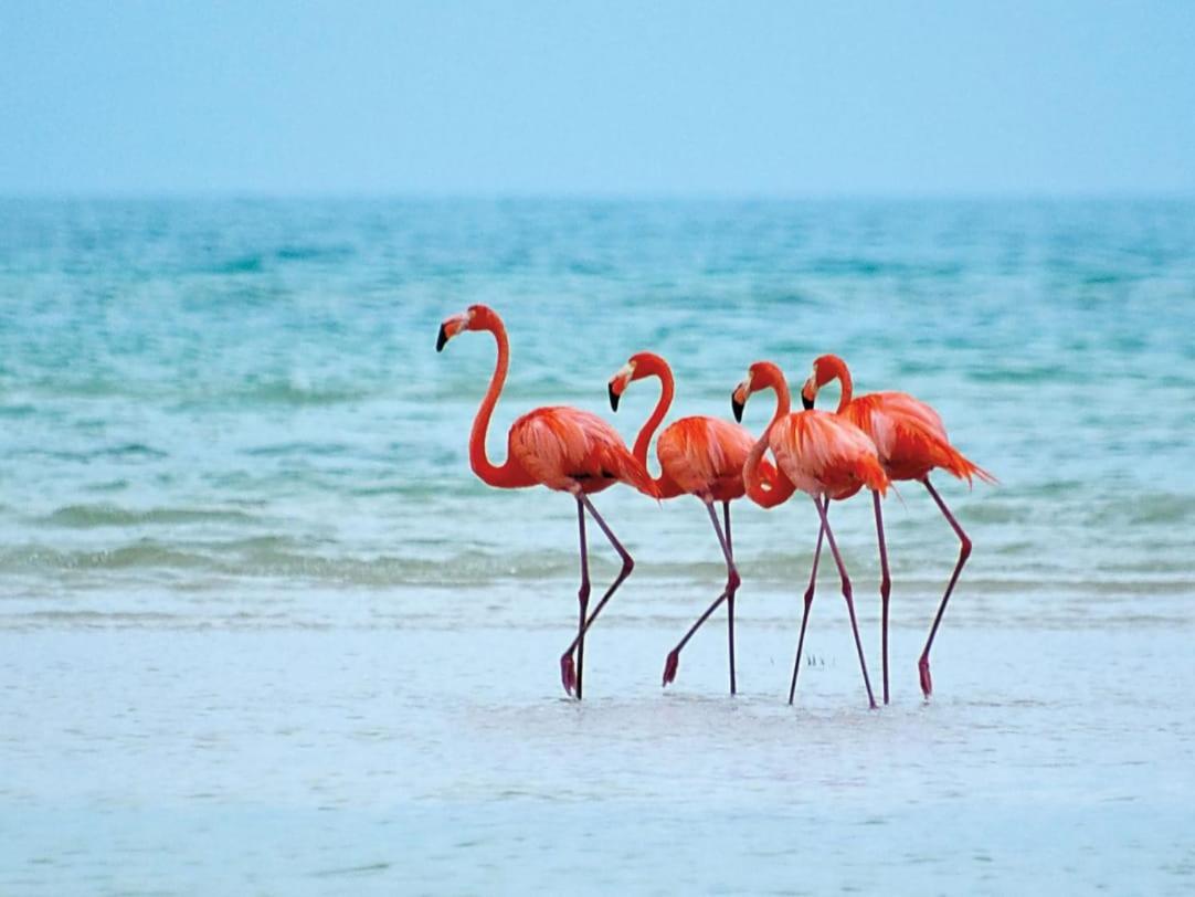 Mi Habitat Holbox-Maravilla Natural Luaran gambar